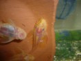 /album/ancistrus-sp-l144/l144-samec-jpg/